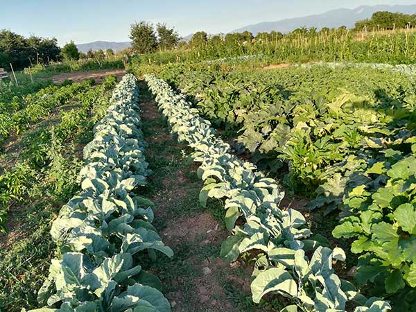Περίπου 30 οικογένειες προμηθεύονται λαχανικά από τον περιαστικό λαχανόκηπο στην Κοζάνη
