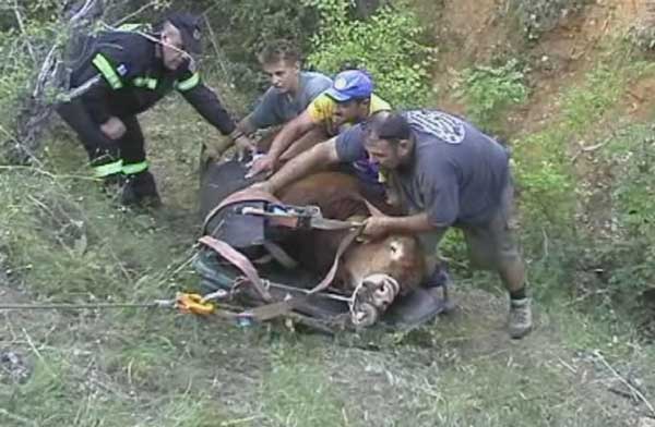 Μεγάλη επιχείρηση της Πυροσβεστικής για τον απεγκλωβισμό ταύρου από χαράδρα 80 μέτρων στην Αναρράχη