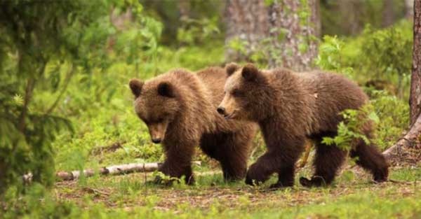 Εντοπίστηκαν δυο νεαρά αρκουδάκια στο Φράγμα της Τριανταφυλλιάς Φλώρινας
