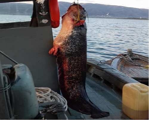 Ψάρεψε γουλιανό 85 κιλών στη λίμνη Τριχωνίδα (φωτογραφίες)