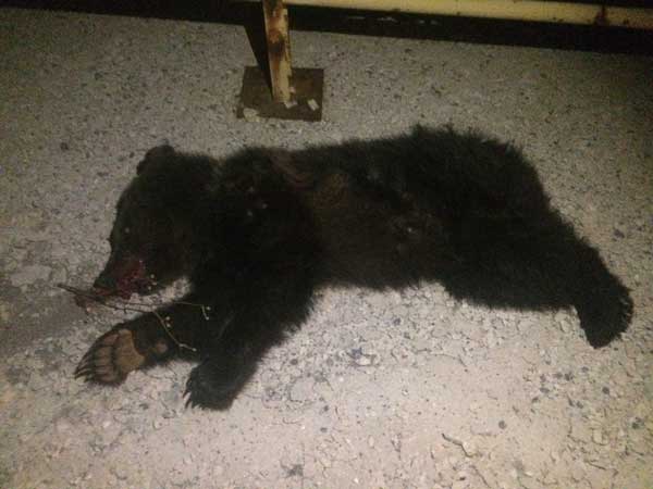 Τρίτο θανατηφόρο τροχαίο σε τρεις μήνες με θύμα αρκουδάκι στην περιοχή Κλειδί Αμυνταίου