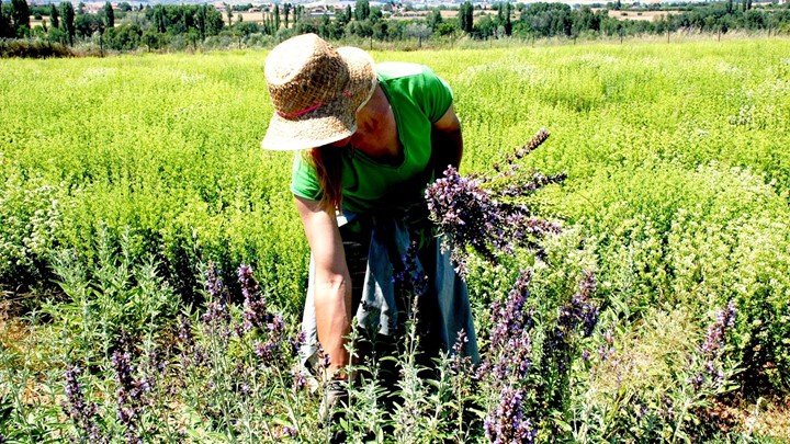 Ανακοίνωση της 1ης Πανελλήνιας Κλαδικής Έκθεσης + Συνεδρίου Αρωματικών & Φαρμακευτικών Φυτών