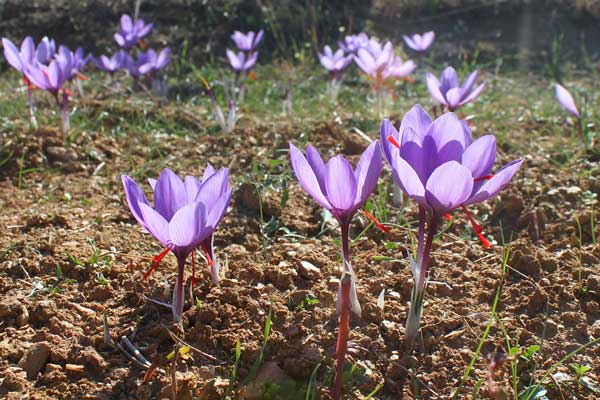 Ανακοίνωση του Συνεταιρισμού Κροκοπαραγωγών για το ωρομίσθιο συλλογής του κρόκου