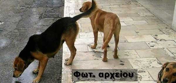 Επίθεση από αδέσποτα δέχτηκε 69χρονος στη Φλώρινα
