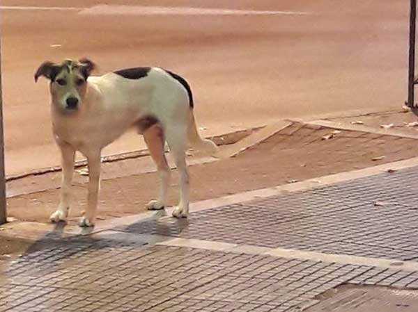 Αναζητείται ο σκύλος που επιτέθηκε σε πολίτες στην Κοζάνη