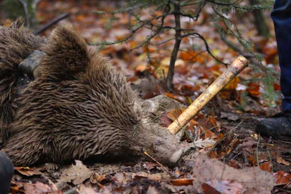 Γρεβενά: Επιχείρηση απεγκλωβισμού αρκούδας από παράνομη παγίδα για αγριογούρουνα