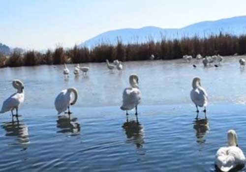 Πόλος έλξης τα πουλιά της λίμνης της Καστοριάς (βίντεο – ρεπορτάζ)