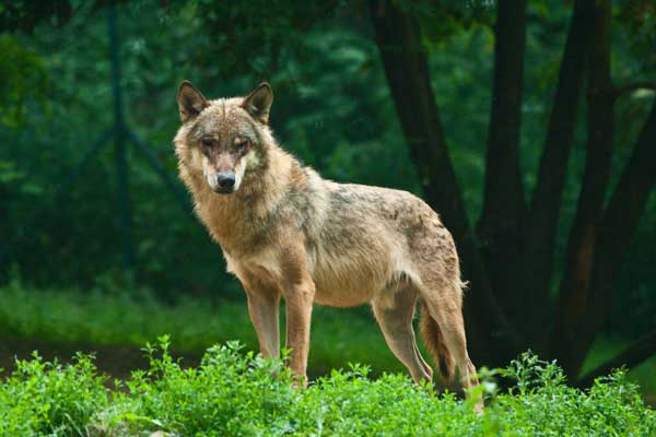 Καστοριά: Αγέλη λύκων κατασπαράζει κυνηγόσκυλα