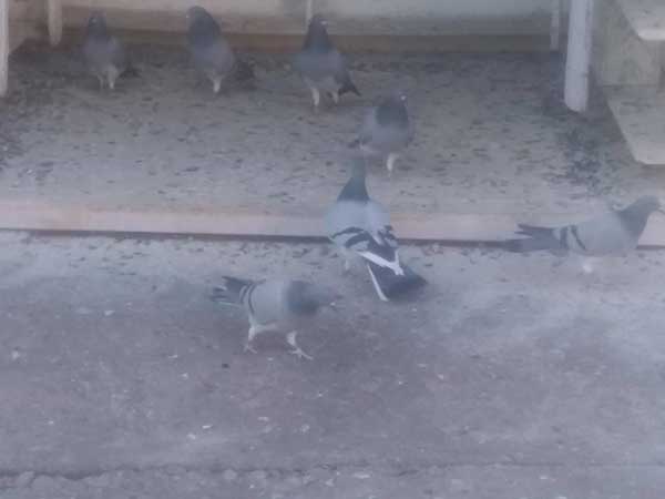 Ένας περιστερώνας στην Κοζάνη
