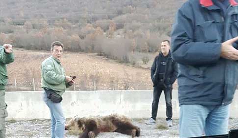 Νεκρή αρκούδα στην Εγνατία οδό στο δρόμο Σιάτιστας – Κοζάνης