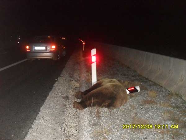 Περιστατικό θανάτωσης αρκούδας από τροχαίο συμβάν στην Εγνατία Οδό  στην περιοχή Σιάτιστας Δήμου Βοΐου