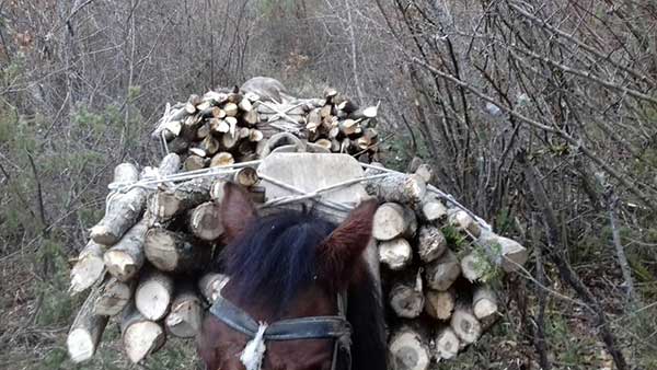 Σύλληψη δύο ανδρών σε δασική περιοχή της Καστοριάς για παράνομη υλοτομία