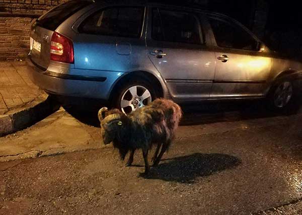Το κριάρι  το’ σκασε δύο φορές  και βρέθηκε στη Σκρ’κα