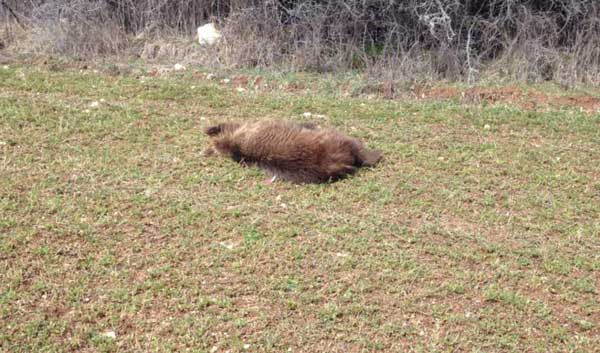 Νεκρή αρκούδα πυροβολημένη με κυνηγετικό όπλο