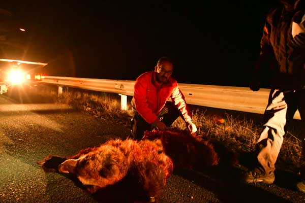 ΑΡΚΤΟΥΡΟΣ – Καλλιστώ: Δεύτερο θανατηφόρο τροχαίο ατύχημα με αρκούδα στο ίδιο σημείο μέσα σε 24 ώρες