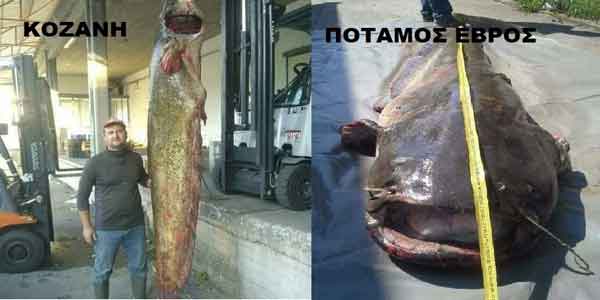 Ψάρεψε τεράστιο γουλιανό στην Κοζάνη και κάλεσε φίλους απ’ τον Έβρο να τον φάνε