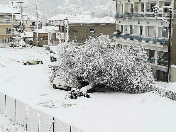 Έπεσε δένδρο στο Άργος Ορεστικό
