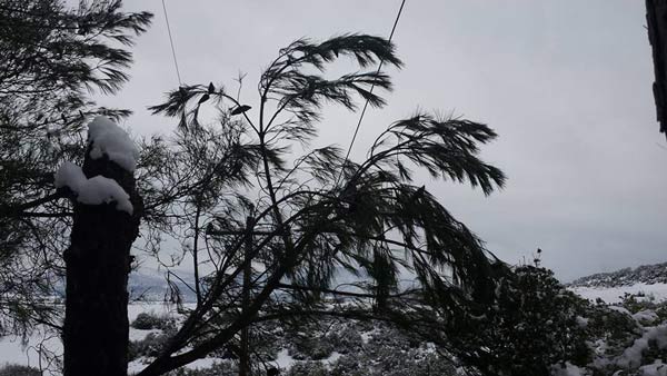 Κλαδί δέντρου βραχυκύκλωσε τις γραμμές μεταφοράς ρεύματος στη Νεράιδα