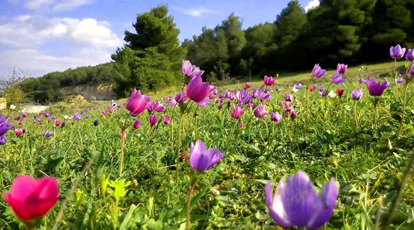 Σήμερα Τρίτη ξεκινά κι επίσημα η Άνοιξη με την εαρινή ισημερία