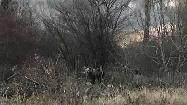 Επανεμφάνιση των αρκούδων της Πέτρας