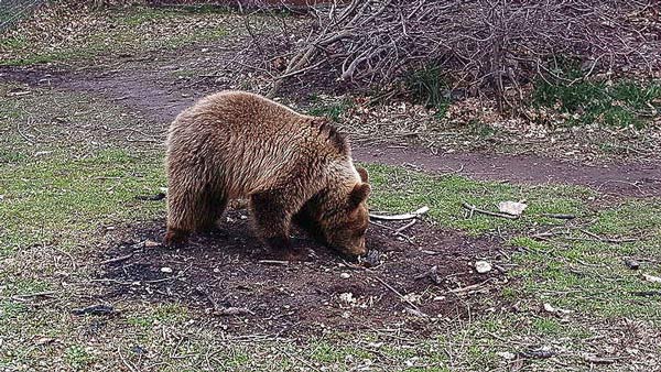 Βραβεία Natura 2000: Πέντε Ελληνικές Υποψηφιότητες στον τελικό – Μία υποψηφιότητα και από Δυτική Μακεδονία