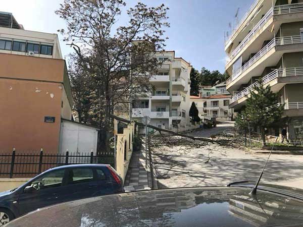 Επεσε δέντρο από τον προαύλιο χώρο της νομαρχίας με δύναμη στη μέση του δρόμου