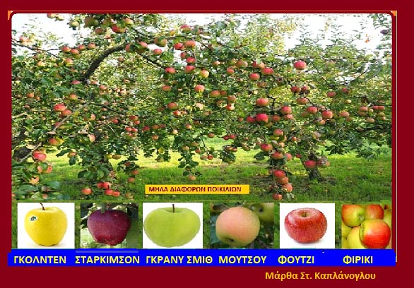 Ποικιλίες φρούτων και λαχανικών: Μηλιά-Malus Pumila-Apple
