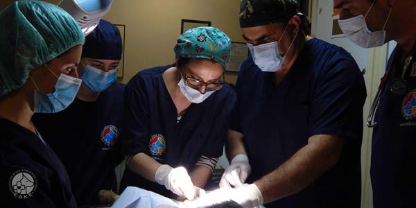 Δωρεάν στειρώσεις αδέσποτων σκύλων από την Εθελοντική Δράση Κτηνιάτρων Ελλάδος  στο Δήμο Βοΐου