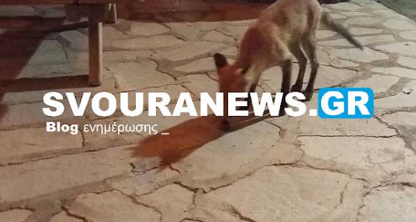 ΚΑΣΤΟΡΙΑ – Αλεπού επισκέπτεται καθημερινά σπίτι στην Μεσοποταμία