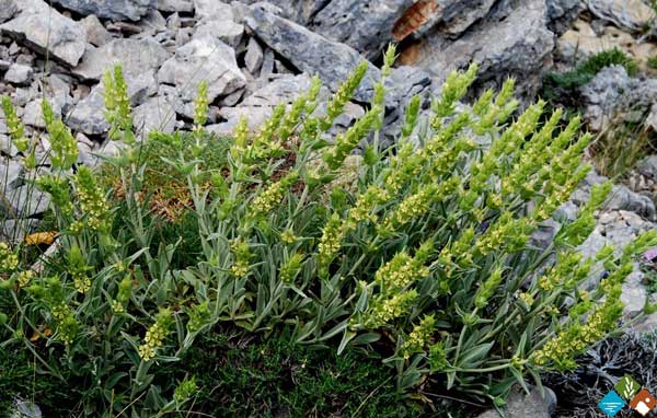 Ο πλούτος αρωματικών φυτών της Κοζάνης και η προοπτική φαρμακευτικής χρήσης!