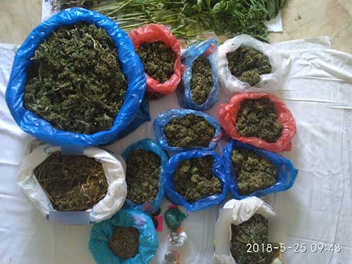 Μια μικρή χασισοφυτεία εντόπισαν αστυνομικοί στα Γρεβενά – Κατασχέθηκαν 195 δενδρύλλια κάνναβης!