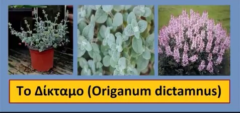 Αρωματικά και φαρμακευτικά φυτά (βότανα)