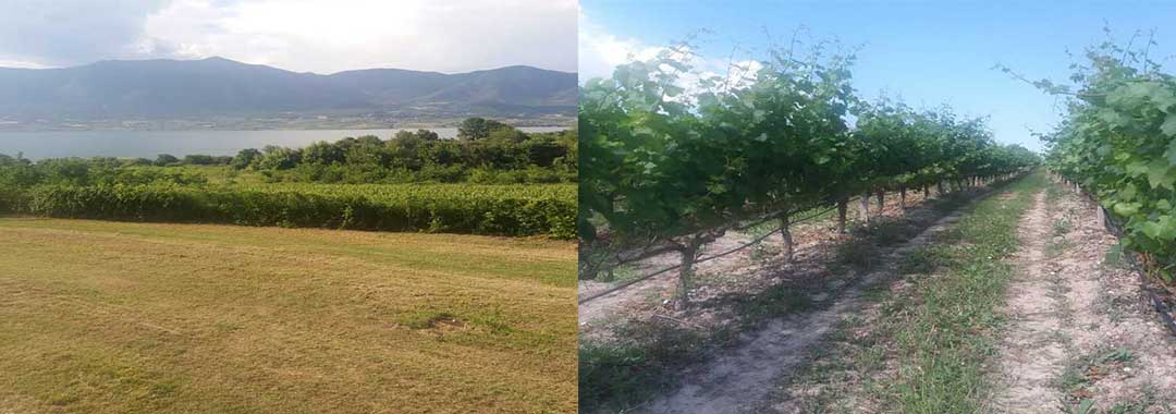Οινικές αποδράσεις στο Βελβεντό – Ανοιχτές Πόρτες στα Κτήματα Καμκούτη και Βογιατζή