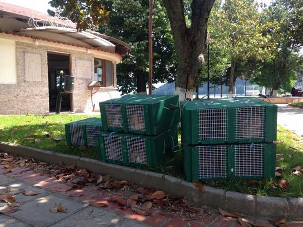 20 λαγούς απελευθέρωσε ο 1ος Κυνηγετικός Σύλλογος Καστοριάς