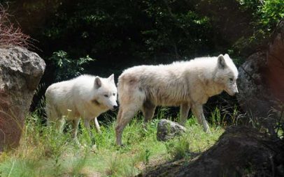 Μία αγέλη έξι λύκων από την Ιταλία στο Καταφύγιο του ΑΡΚΤΟΥΡΟΥ