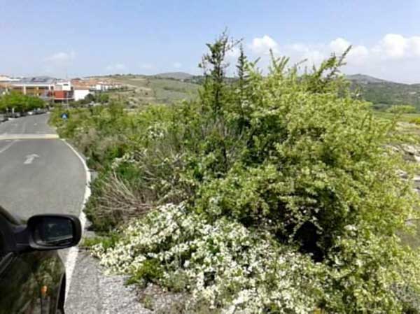 Επιστολή αναγνώστη :Τα χόρτα της ΖΕΠ μετά το σάρωθρο του δήμου Κοζάνης