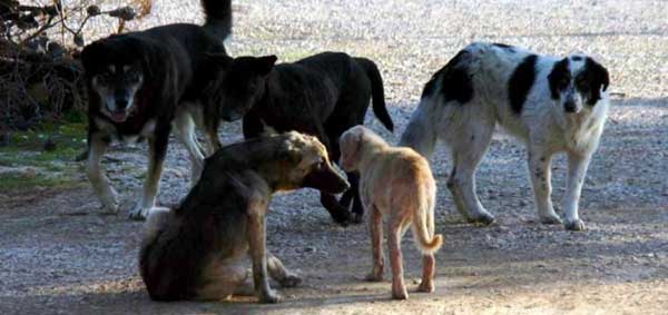 Καταγγελία αναγνωστών για τα αδέσποτα στο Χρώμιο