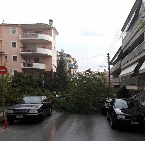 Δείτε φωτογραφίες από πτώση δέντρου στην Κοζάνη