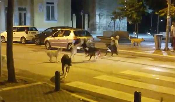 Στήνουν καβγά τα αδέσποτα στην κεντρική πλατεία της Κοζάνης τα βράδια – Βίντεο