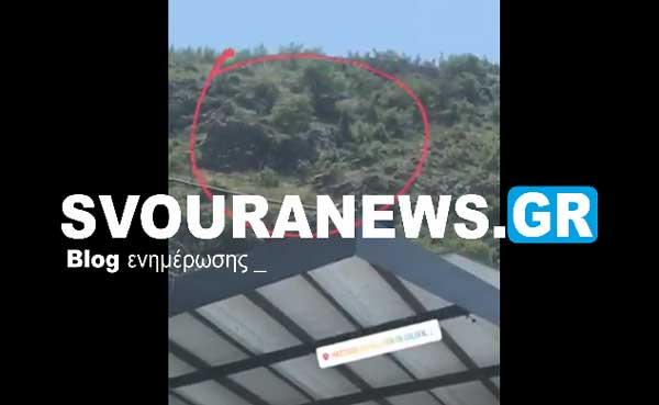 Αρκούδα κόβει βόλτες μέρα μεσημέρι, στο βουνό πάνω από την Πέτρα (Βίντεο)