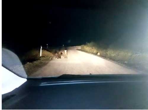 Aπροσδόκητη συνάντηση με τρία αρκουδάκια λίγο έξω από Μέτσοβο (βίντεο)