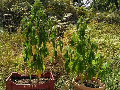 Συνελήφθη από αστυνομικούς του Τμήματος Ασφάλειας Κοζάνης σε περιοχή της Πρέβεζας, 43χρονος για καλλιέργεια 33 δενδρυλλίων κάνναβης