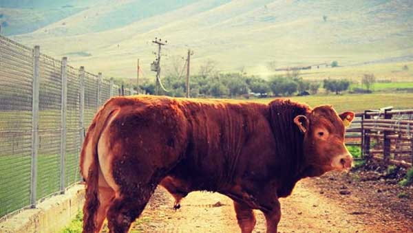 Φορέα για την πιστοποίηση της κόκκινης φυλής ζητούν οι κτηνοτρόφοι της Δυτικής Μακεδονίας