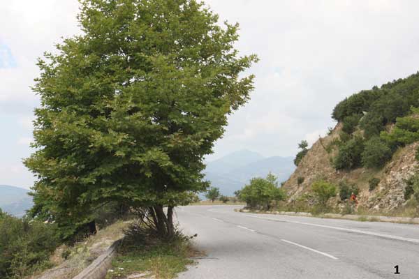 Καλά με τα προεξέχοντα κλαδιά, αλλά και δέντρα στο … οδόστρωμα;