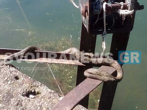 Νερόφιδα βγήκαν παγανιά και λιάζονται…απέναντι από την Αντιπεριφέρεια Καστοριάς (Φώτο)