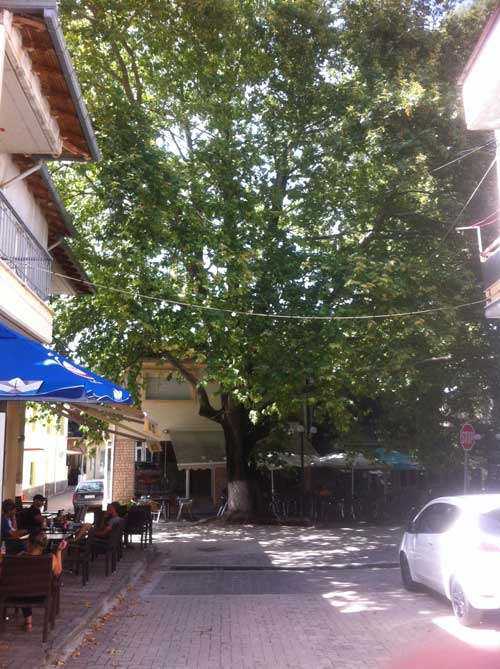 Ο πλάτανος της Δημοκρατίας