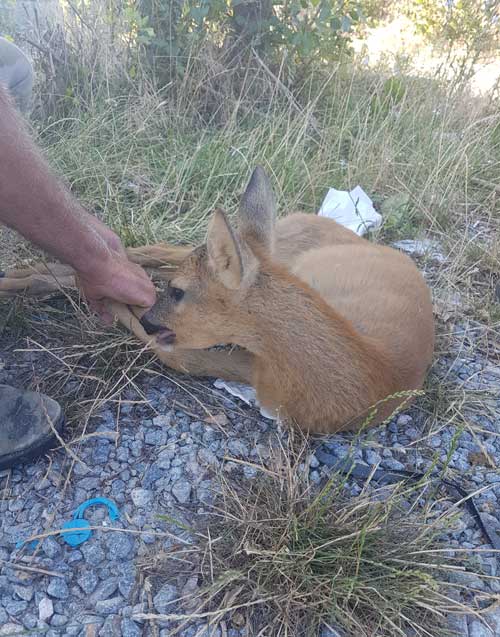 Ζαρκάδι νεαρής ηλικίας εντοπίστηκε στο Κλειδί Αμυνταίου