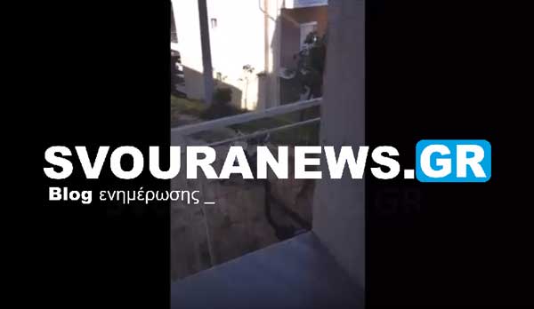 Αλεπού έχει γίνει «μόνιμη» κάτοικος στο Νταηλάκη (Βίντεο)