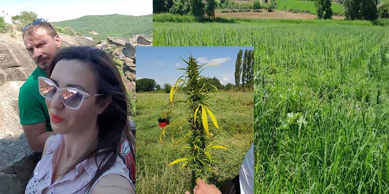 Στα Σέρβια Κοζάνης η πρώτη καλλιέργεια βιομηχανικής κάνναβης στη Δ. Μακεδονία – Ποιο το όραμα των δύο νέων που επένδυσαν στο παρεξηγημένο φυτό