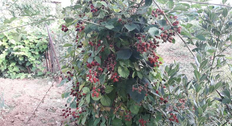 Η φωτογραφία της ημέρας: Άγρια βατόμουρα στην Φτελιά